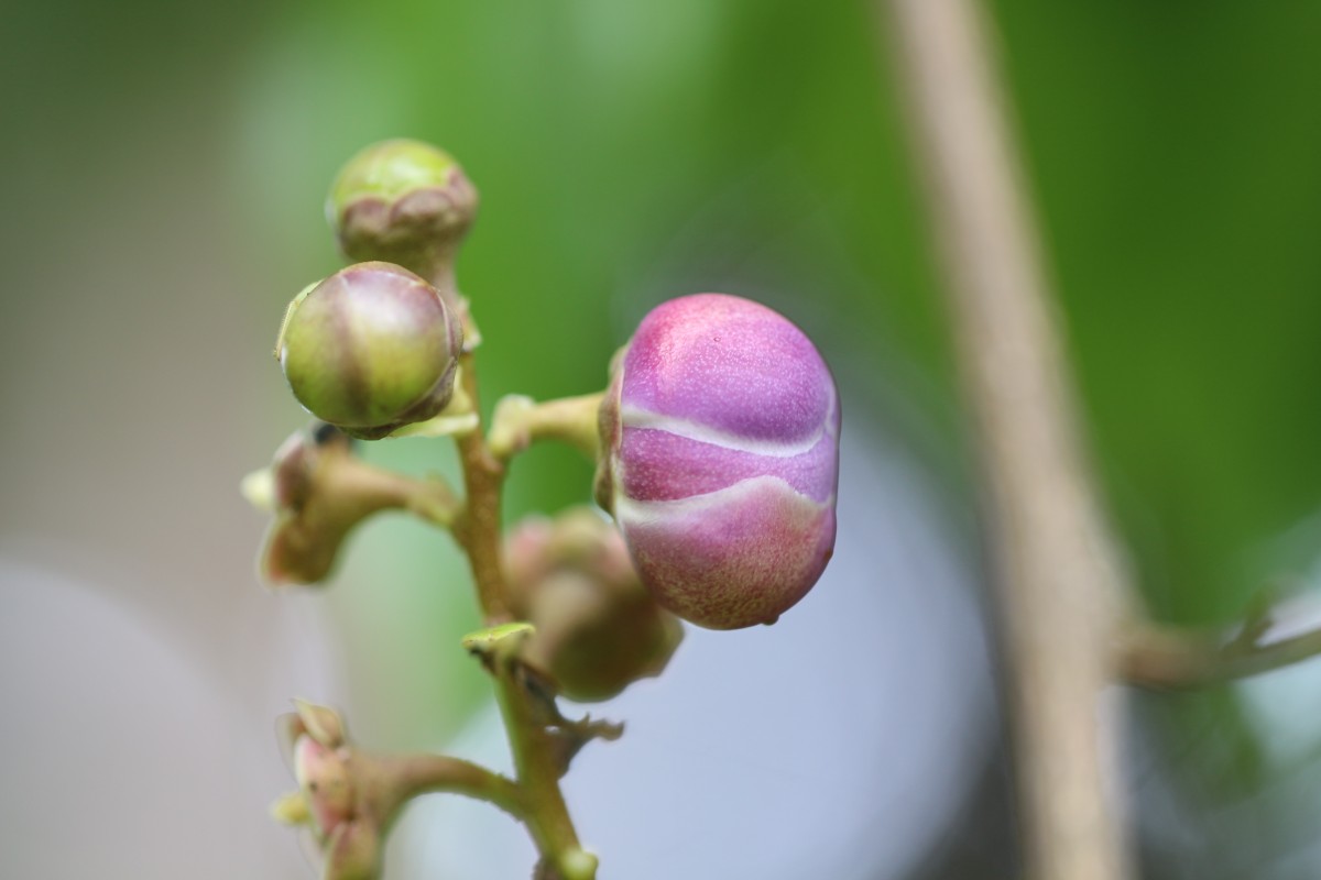 Lecythis lanceolata Poir.